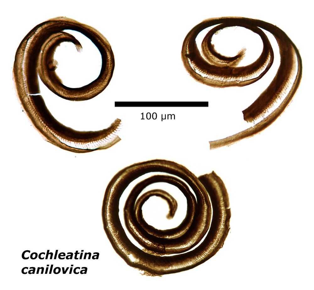 UUpalaeo's tweet photo. Cochleatina: ancient spirals from over half a billion years ago... but what are they? New paper out in @ThePalAss by Ben Slater et al.
Collaboration between @UUpalaeo @LeicesterPalaeo @EarthSciCam @UCRiverside 

https://t.co/Ug16jQRYpk https://t.co/9bNzJsxzZH