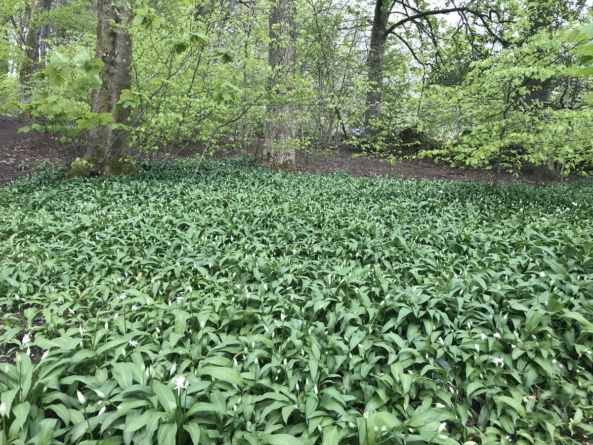 WellBuxton's tweet photo. @heritagecomment @BCA1967 @nationaltrust @CPRE @NaturalEngland @DerbysWildlife @IHBCtweet @ArchHFund @HeritageFundM_E @HighPeakBC Not to mention the abundance of wild garlic! https://t.co/y08nWqwWvO