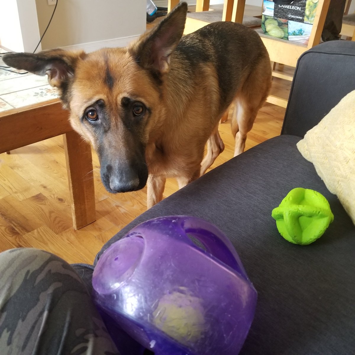 Working from home. Lila is patiently waiting for our afternoon walk. 
#ocsbAtHome #MentalHealthWeek #getoutside #powertothepurple 💜