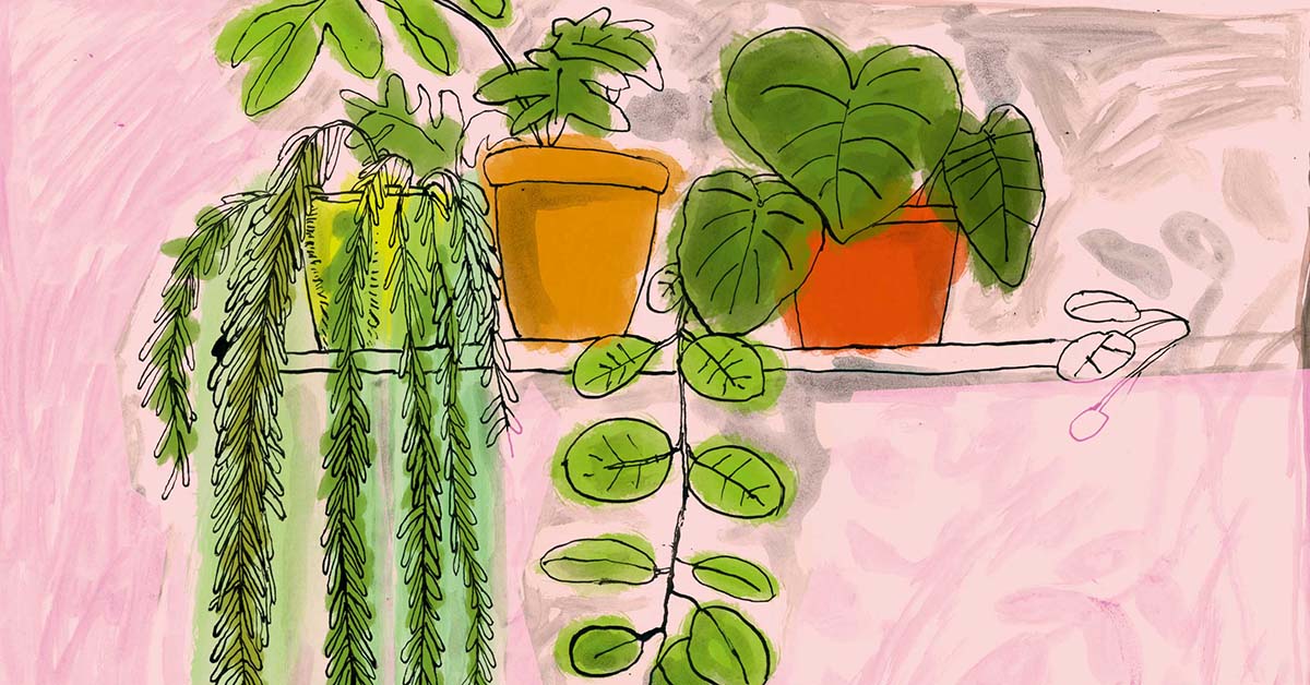 GdnsIllustrated's tweet photo. Hoya plant: how to care for a hoya https://t.co/KmnsblFBCa https://t.co/g5FYHnitjk