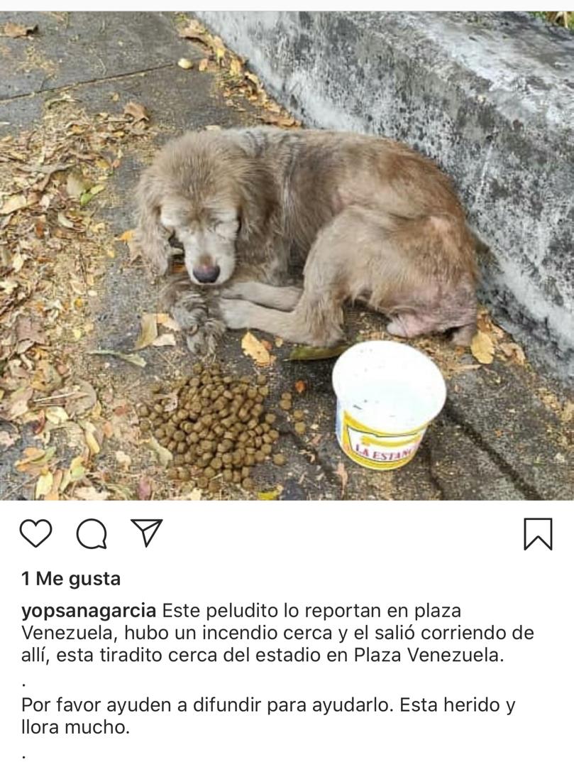 Dani_dirm's tweet photo. #URGENTE reportan peludito en Plaza Venezuela, hubo un incendio y él salió corriendo de allí, está tiradito cerca del estadio de Pza.Vzla. POR FAVOR AYUDA está herido y llora mucho 😭🙏🏻🐾 @CanalAnimal @PerroUsuario @DUINCONSUELOC @SiempreRescate @MerlinaPendrag @jjjs1954 https://t.co/2F4dKDRSiy