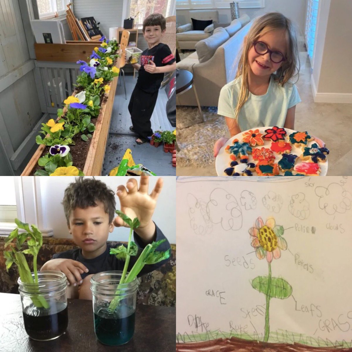 HolmesKinder's tweet photo. Last week our Holmes Kinders continued to grow their brains with a plant theme full of art, science, and even some weeding! #holmeshawks #op97 #weared97 https://t.co/nYlNHF213A