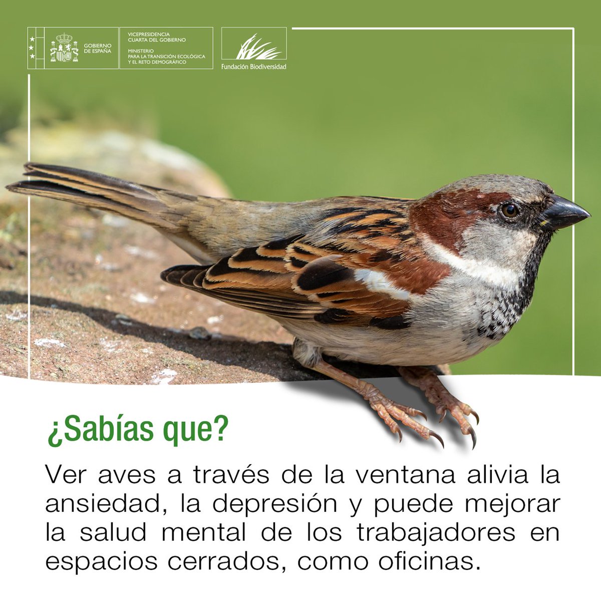El contacto con la naturaleza siempre nos hace sentirnos mejor 🐦🐤🦜

#SabíasQue