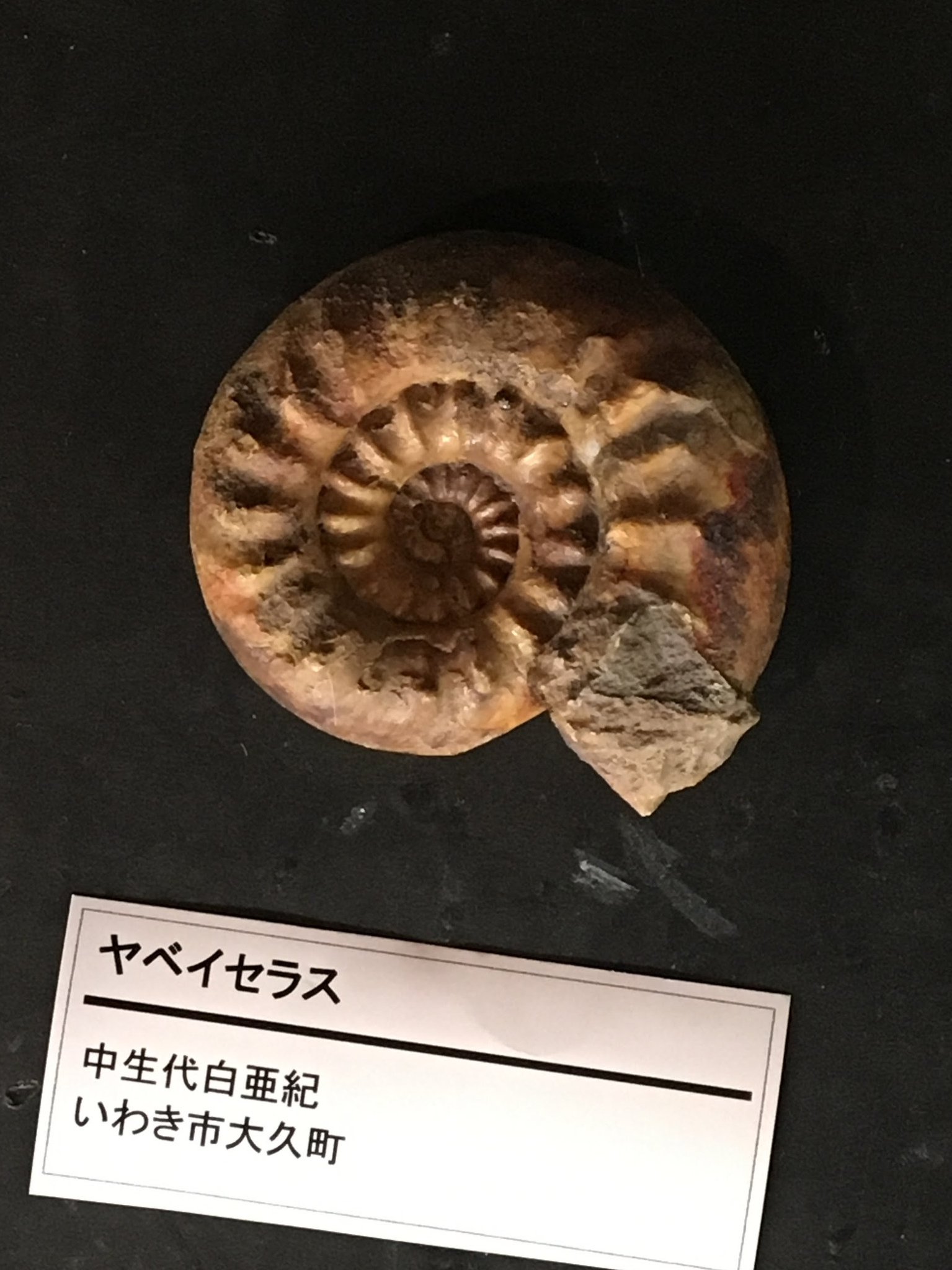 1億8000万年のアンモナイト化石2つ　ドイツホルツマーデンハウフ化石博物館にて 1億8000万年のアンモナイト化石2つ ドイツホルツマーデンハウフ