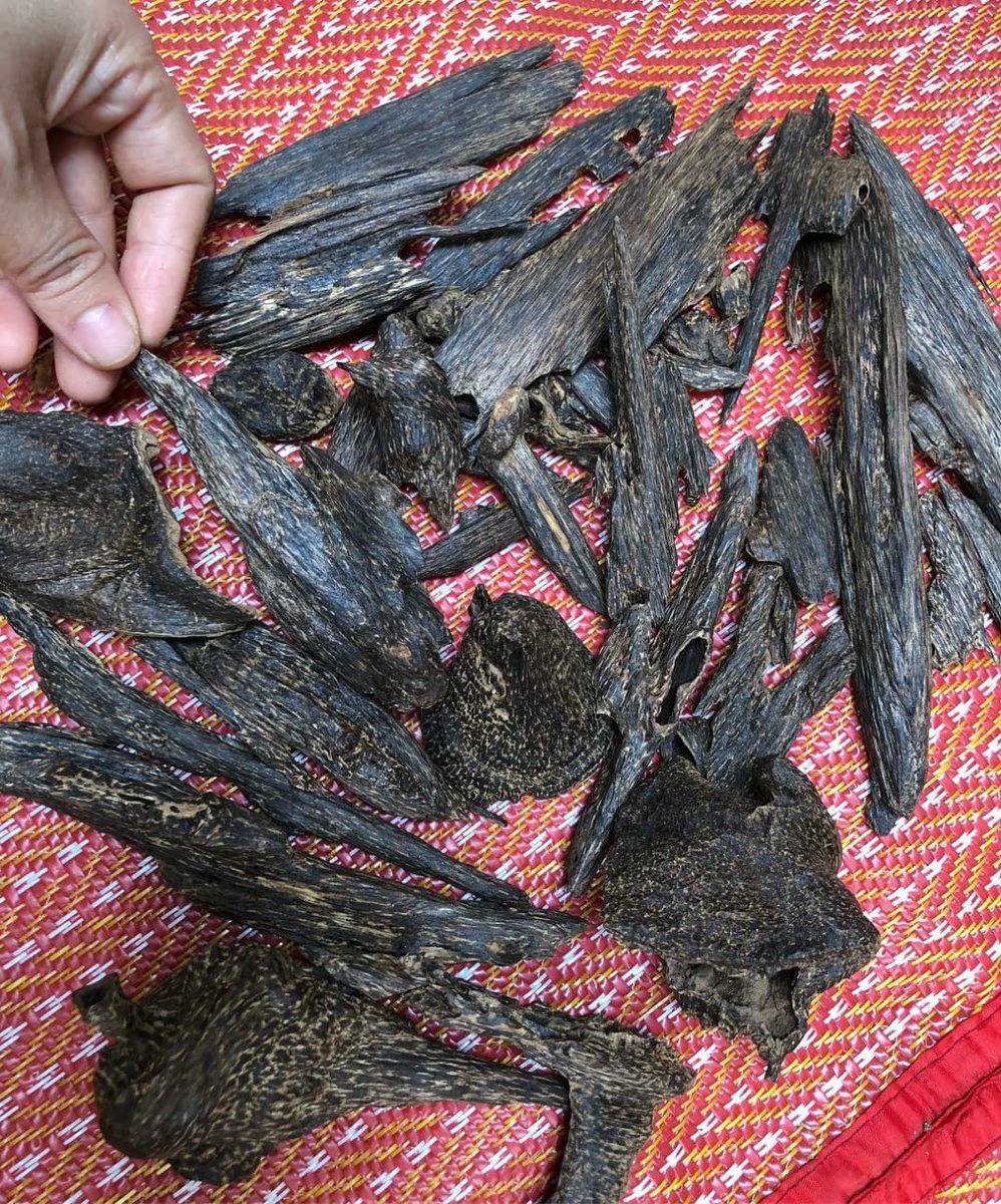vipkingoud's tweet photo. Triple king 
100% Pure 
Real and Rear
Inbox me for price 
Strong Sweet Smell 
#Cambodi #cambodioud #Oudcambodi 
#agarwood #bestoud #Pursatoud #kuwaitoud #arabicoud https://t.co/x9rYk1Uysb