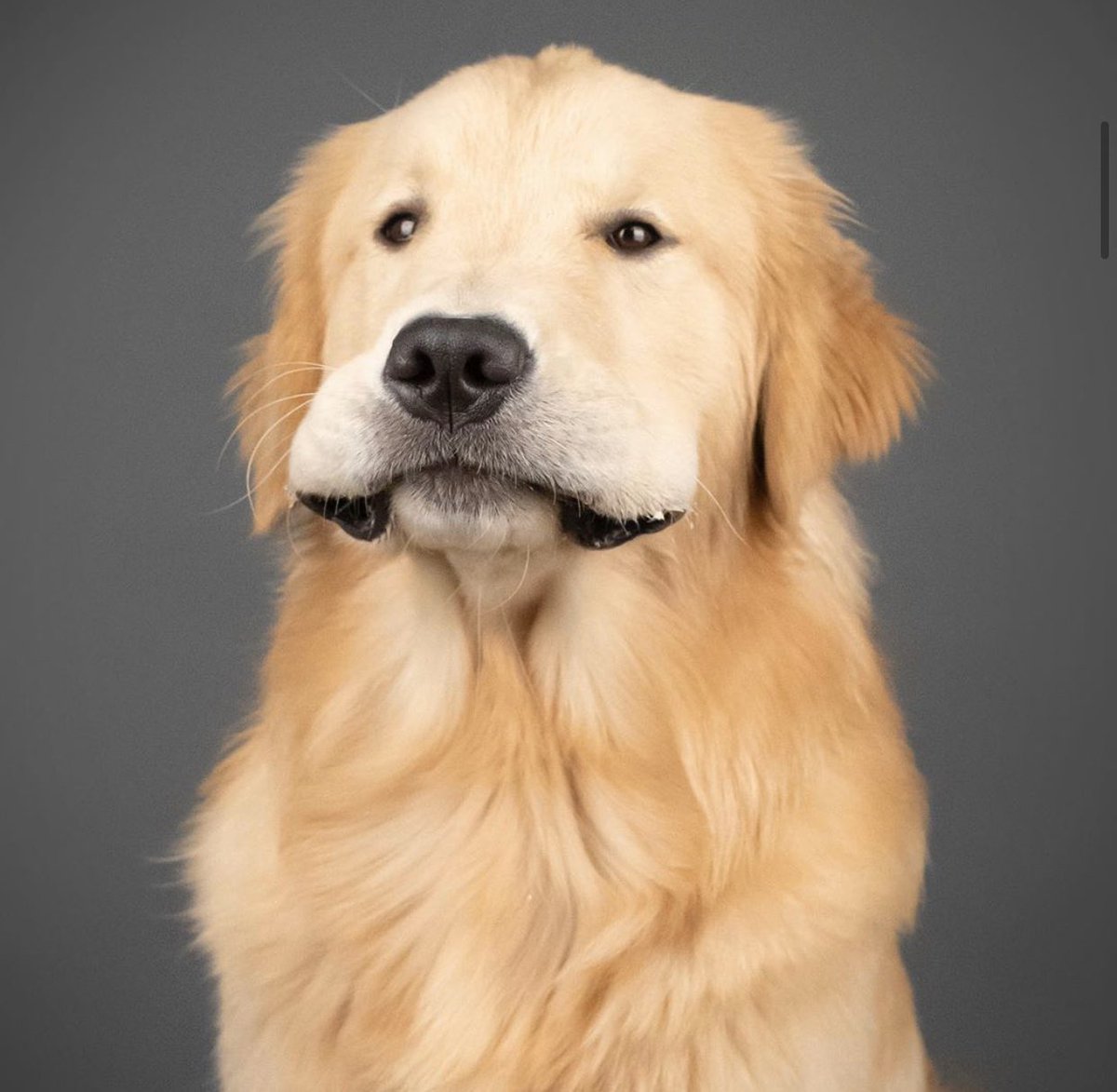 agoldennamedkev's tweet photo. When that fart was not silent 🥴 #ThursdayMotivation #goldenretriever https://t.co/GQ7bkOrh1E