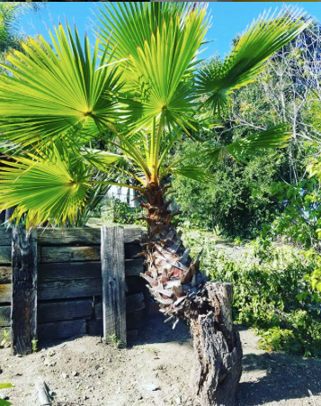 LAsBestTreeSer1's tweet photo. Tree services in Los Angeles! 

Get your free estimate today!
☎️ (424) 404-8557
https://t.co/5no2zbWtKt

#treeremovallosangeles #treecareservices #treeremovalservices #treetrimminglosangeles #treeserviceslosangeles #residentialtreeserviceslosangeles #treeserviceslosfeliz https://t.co/xOMZ33NZuT