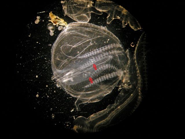 #Cannibalism helps invading invertebrates survive severe conditions. A new study of the #invasive comb jelly sheds light on the evolutionary origins of cannibalism. buff.ly/35HiUD6