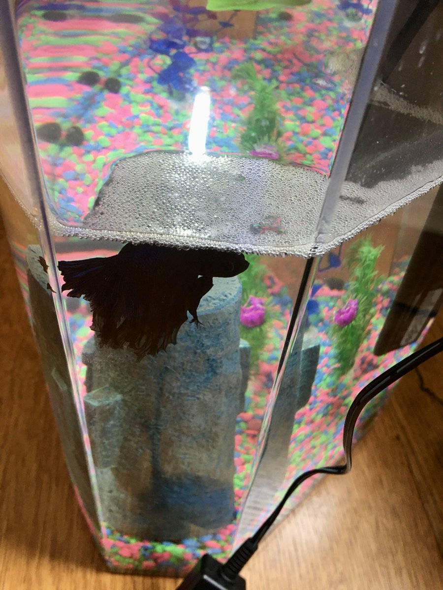 kgreifeld's tweet photo. Betta fish build little bubble nests when they’re happy #ThingsILearnedInQuarantine https://t.co/IG2GpBDWeO