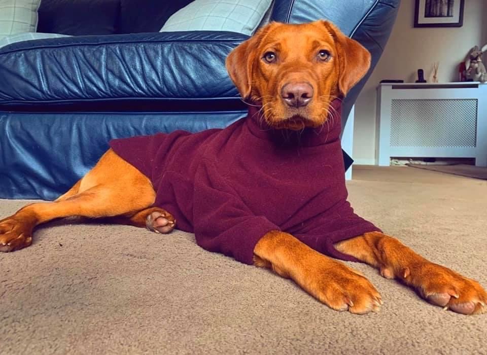 Dog Personalities tweet media