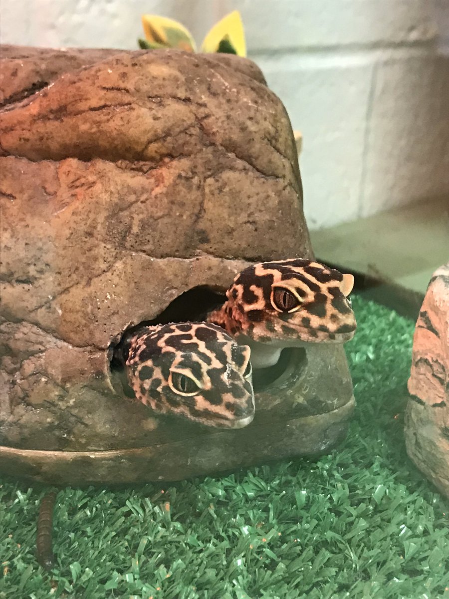 Ryan Kurpiel (@i_teach_life) on Twitter photo #SpringSpiritWeek #TooCuteThursday #ClassPets #ChuckAndRosie #CharlesDarwin #RosalindFranklin #LeopardGeckos #ItsAGreatDayToBeAMarlin <a href="/BHSMarlins/">Bayside Marlins</a> <a href="/BaysideSCA/">Bayside SCA 2019-20</a> 🦎 🦎 #SpringSpiritWeek #TooCuteThursday #ClassPets #ChuckAndRosie #CharlesDarwin #RosalindFranklin #LeopardGeckos #ItsAGreatDayToBeAMarlin <a href="/BHSMarlins/">Bayside Marlins</a> <a href="/BaysideSCA/">Bayside SCA 2019-20</a> 🦎 🦎