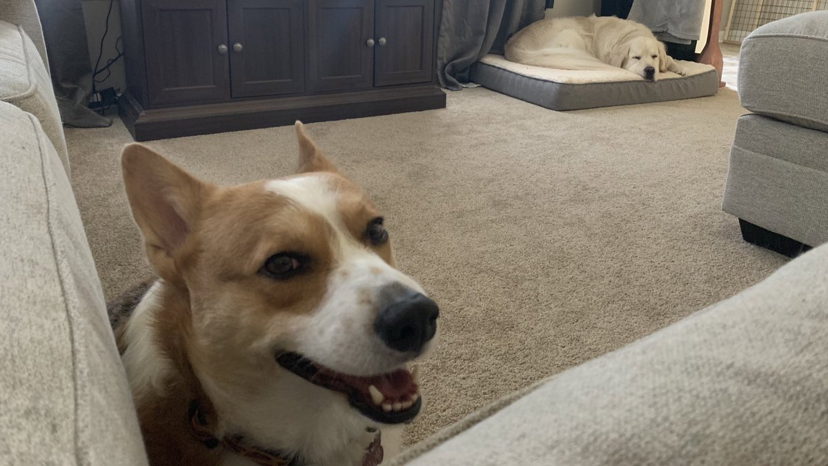 theDogvocate's tweet photo. the chikn nugget
appreciators. https://t.co/AG7opXvaFW