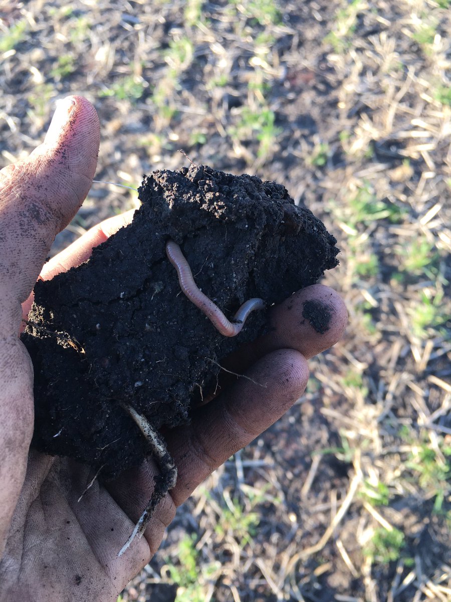 BurnerCrop's tweet photo. Did some infiltration benchmarking with @cdubcenterfield last night.
2019 silage corn stubble:
1 inch - 55 minutes
**same field**
2020 full season cover silaged and then grazed. Four 1 inch tests:
1 min
1 min
2 min
12 min
#diversity #livingroot https://t.co/qFPvo5xDkH