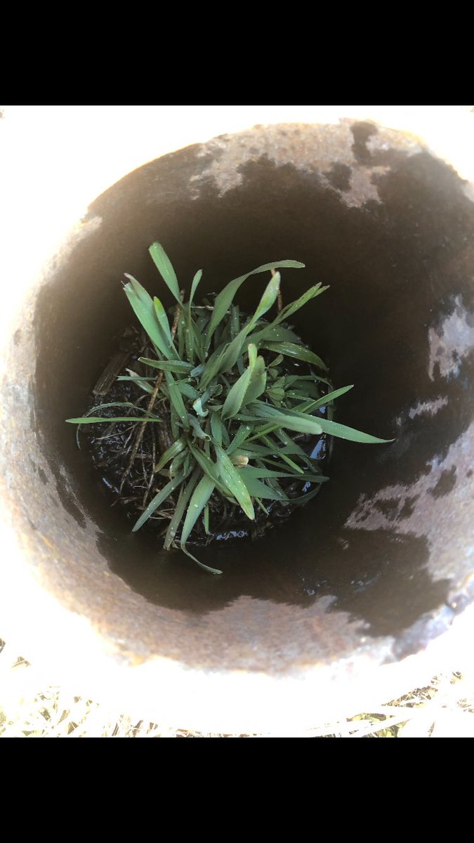 BurnerCrop's tweet photo. Did some infiltration benchmarking with @cdubcenterfield last night.
2019 silage corn stubble:
1 inch - 55 minutes
**same field**
2020 full season cover silaged and then grazed. Four 1 inch tests:
1 min
1 min
2 min
12 min
#diversity #livingroot https://t.co/qFPvo5xDkH