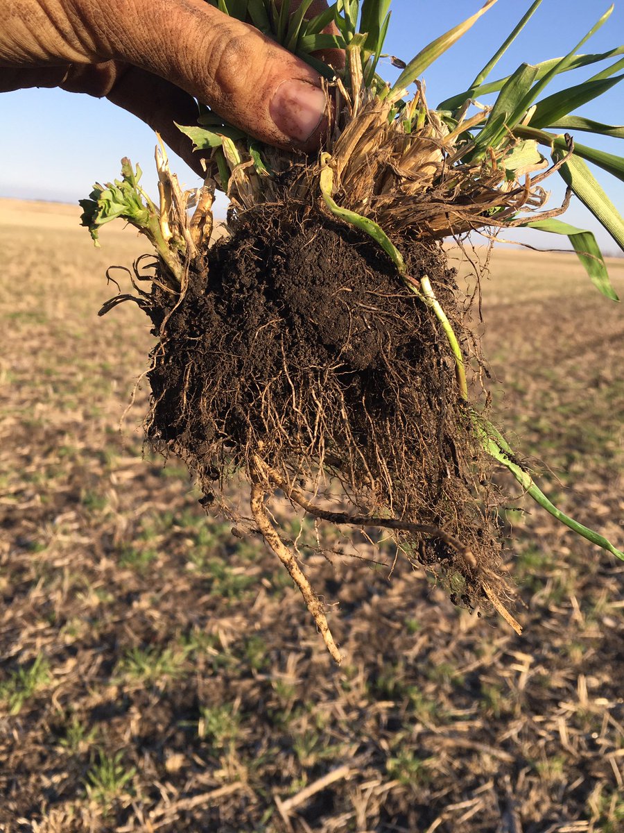 BurnerCrop's tweet photo. Did some infiltration benchmarking with @cdubcenterfield last night.
2019 silage corn stubble:
1 inch - 55 minutes
**same field**
2020 full season cover silaged and then grazed. Four 1 inch tests:
1 min
1 min
2 min
12 min
#diversity #livingroot https://t.co/qFPvo5xDkH