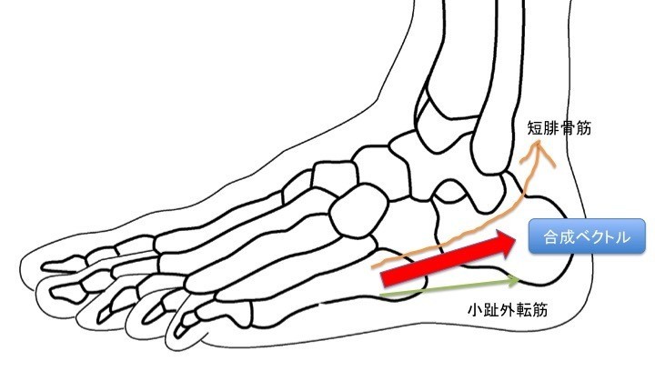 タツ スポーツトレーナー 小趾外転筋と短腓骨筋がしっかり働くと 図のような合成ベクトルになり 立方骨の関節適合性が高まるため 安定性が向上する ゆえに外側縦アーチが安定化してくる T Co R1ojibralb