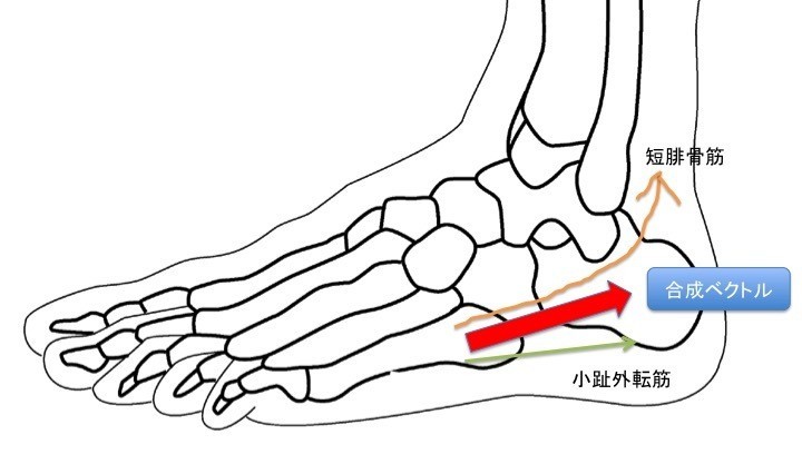 タツ スポーツトレーナー 小趾外転筋と短腓骨筋がしっかり働くと 図のような合成ベクトルになり 立方骨の関節適合性が高まるため 安定性が向上する ゆえに外側縦アーチが安定化してくる T Co R1ojibralb タツ スポーツトレーナー 小趾外転筋と短腓骨筋がしっかり働くと 図のような合成ベクトルになり 立方骨の関節適合性が高まるため 安定性が向上する ゆえに外側縦アーチが安定化してくる T Co R1ojibralb