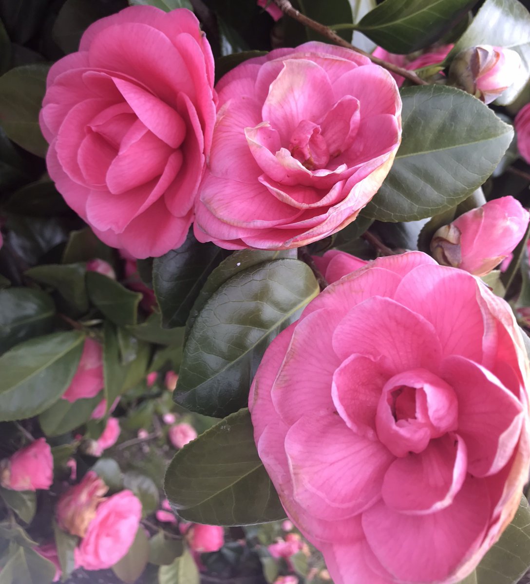 Thankful Thursday.  I am thankful for: essential workers, family, our health, my hard-working students and the families supporting them, and the ability to watch Springtime flowers blooming after Winter.  #WoodlandDigitalSpiritWeek @ms_woodland