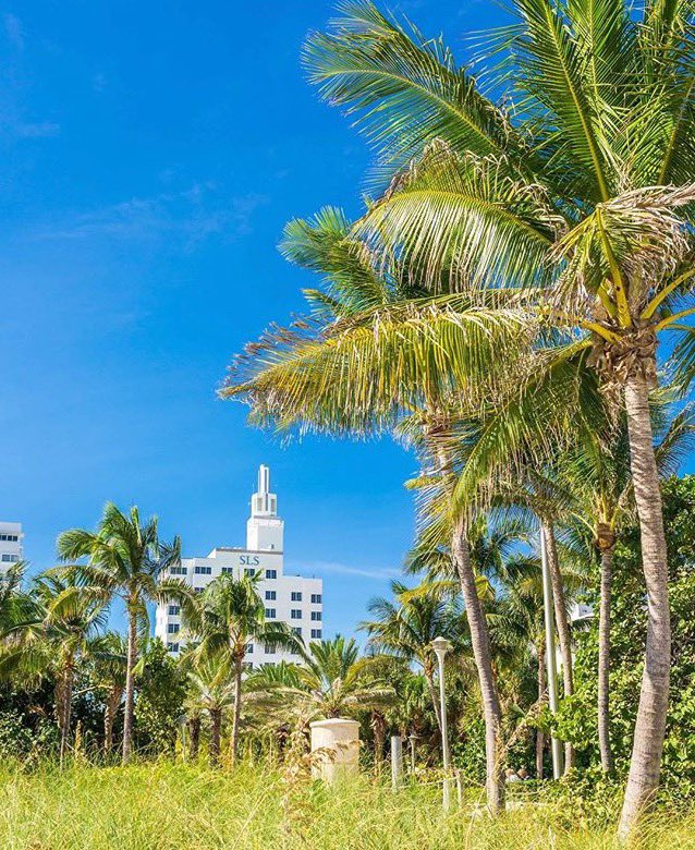 SLSSouthBeach's tweet photo. Dreaming of beach days, city views, and blue skies. We can’t wait to welcome you back soon.  🌤️ 🌴  #SLSSouthBeach #thisisbeyond #worldofsbe https://t.co/9EkSpka66p