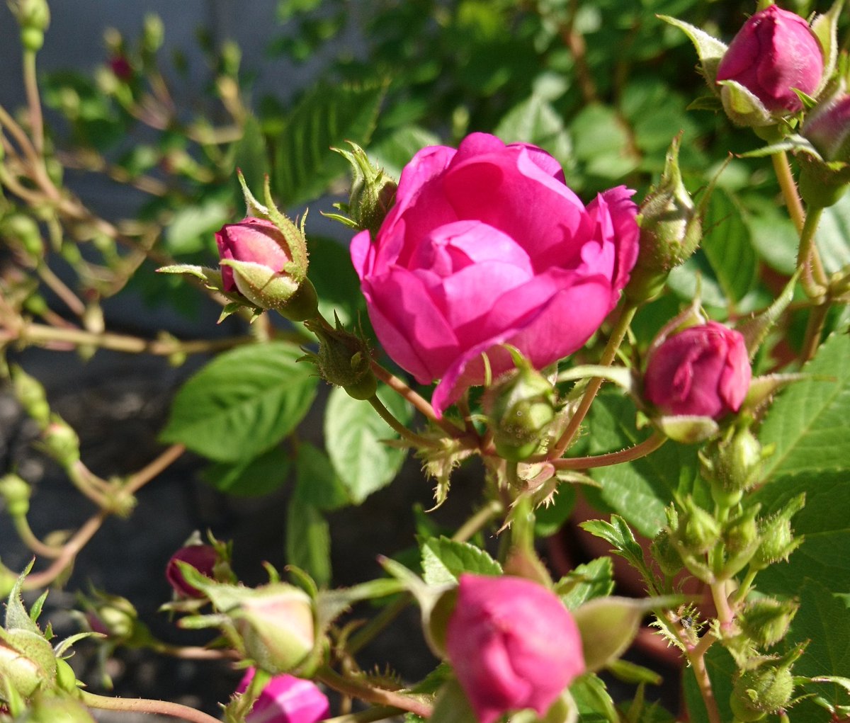 Moma スイートチャリオット 開花 ヘルメスもきれいに咲いてる スイートチャリオット ヘルメス ミニバラ バラ Rose Moma スイートチャリオット 開花 ヘルメスもきれいに咲いてる スイートチャリオット ヘルメス ミニバラ バラ Rose