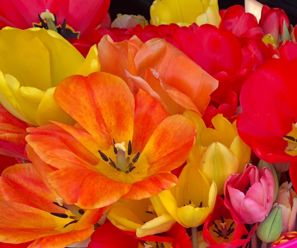 HospAssc_RI's tweet photo. Thank you #AdamsFarmRI and @AlexDistrict52 for your thoughtful donation of spring tulips for our frontline workers @carenewengland @CharterCareRI #LandmarkMedicalCenter https://t.co/1caK4gmbVT