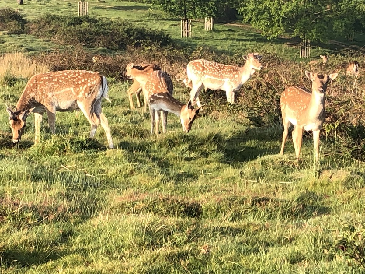 Another day another run.  Beautiful weather and super cool at 7am in Richmond Park. Supporting @Leeds_Cares@DayOne Trauma. Lovely weekend ahead so no excuses for getting out there fellow 7x7ers!#LD7x7