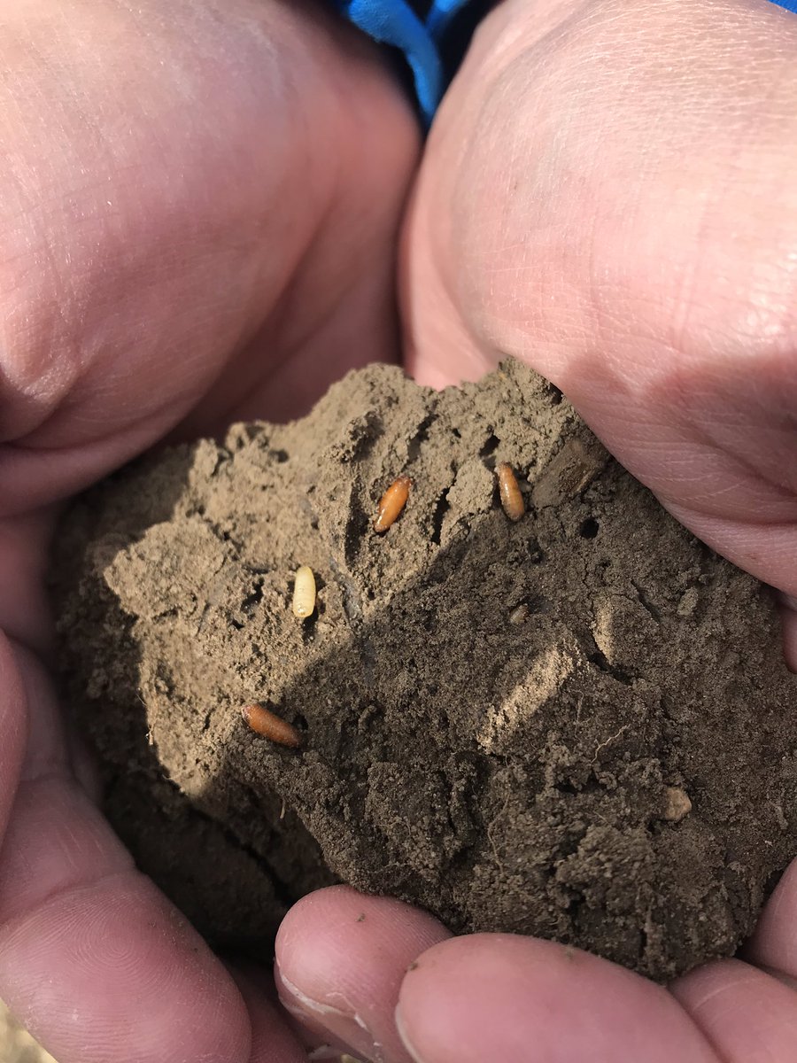 Sugar beet root maggot pupae found a couple inches from the soil surface of 2019 beets. Found 3 weeks earlier than last spring. Good thing all surrounding fields are treated with cruiser max.