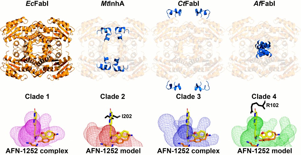 ChrisRadka's tweet photo. Paper in Press: "The genome of a Bacteroidetes inhabitant of the human gut encodes a structurally distinct enoyl-acyl carrier protein reductase (FabI)". @jbiolchem
#Lipids #ProteinStructureandFolding https://t.co/q32823xRvB https://t.co/mOHtGcuQKW