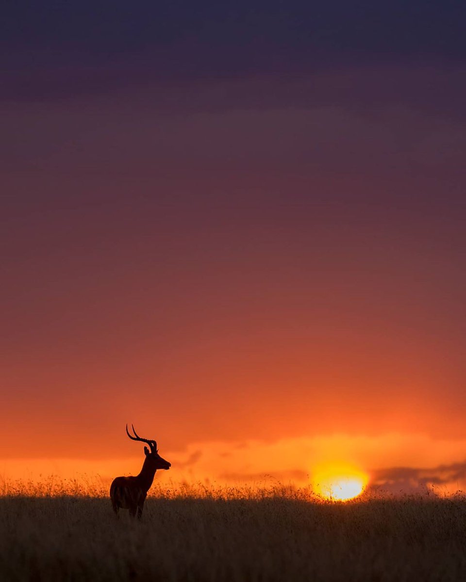 kenyapics's tweet photo. Beautiful sunset in the Maasai Mara. Photo by Arjun Sachdeva https://t.co/qABvSEMpZY