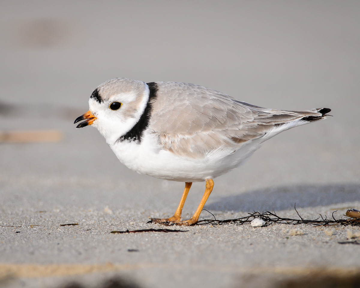 audubonsociety tweet picture