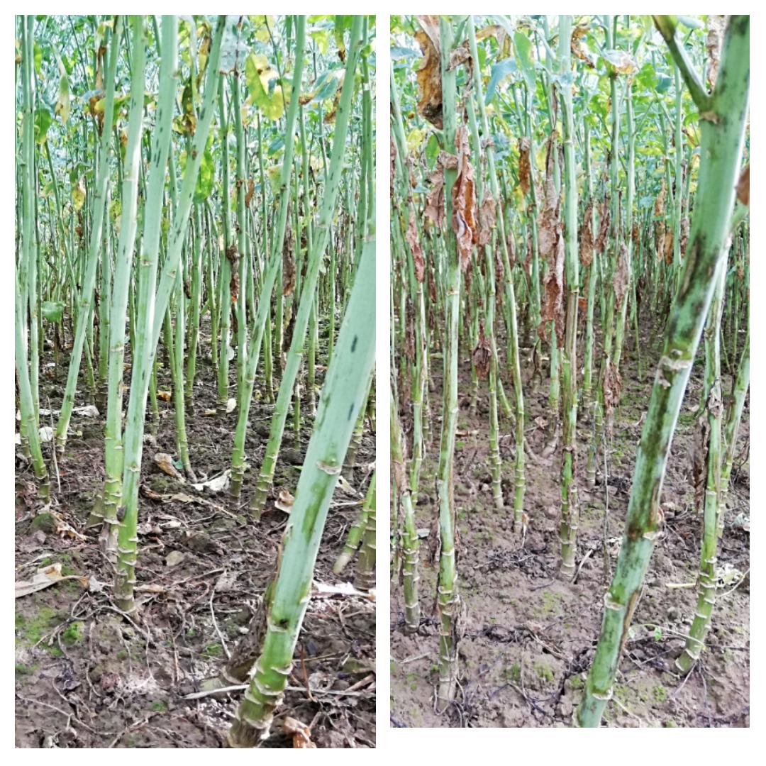 FJansseune's tweet photo. #EchosdesEssaisCeJour A gauche, progrès génétique #colza face à la maladie cylindrosporiose
Beau travail chers #selectionneurs #LGsemences ✌️👏
#LGAVIRON #LGAMBASSADOR #LGARTEMIS #LGAURELIA😊 https://t.co/3FofY3u4XY