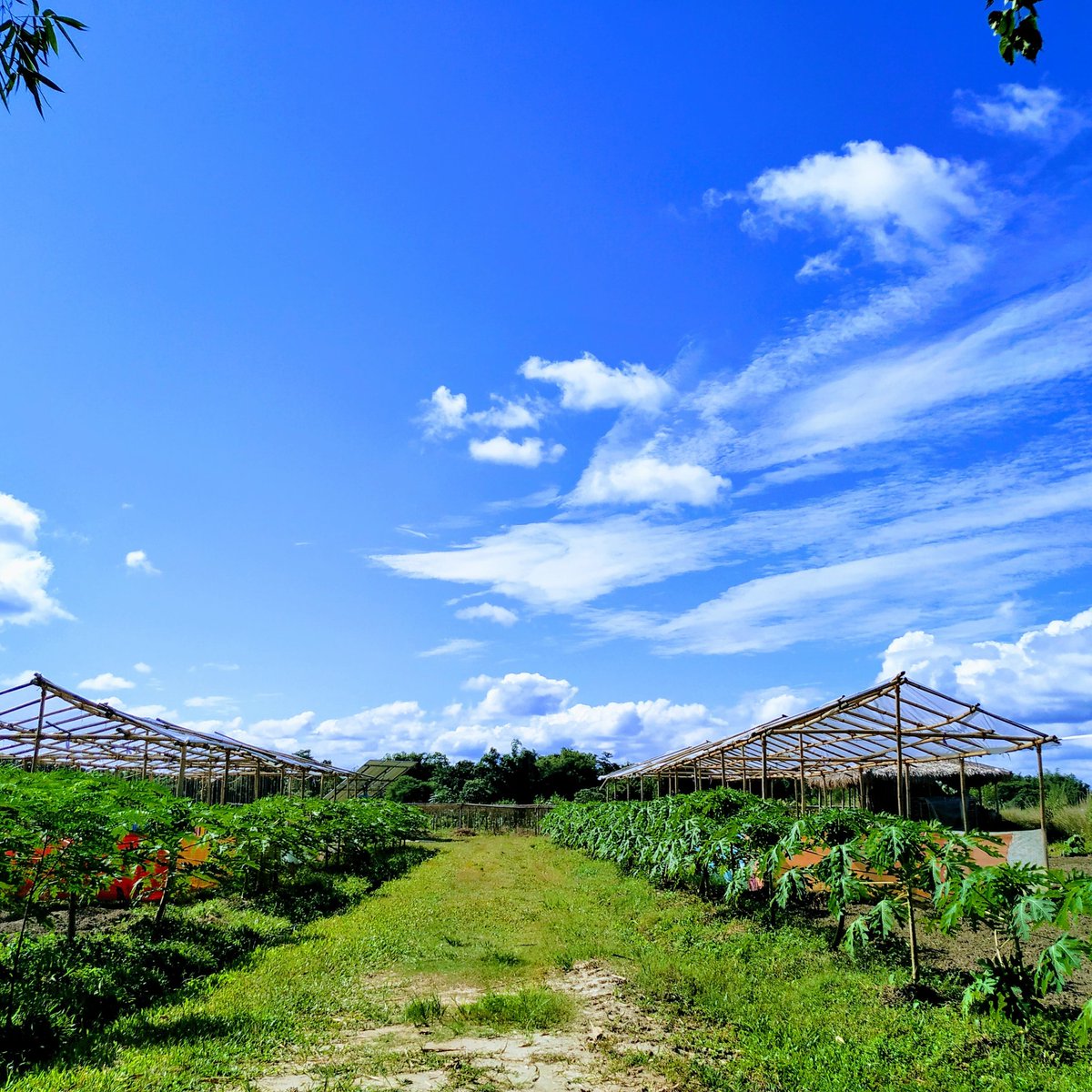 Pabhoi Organics (@pabhoiorganics) on Twitter photo 