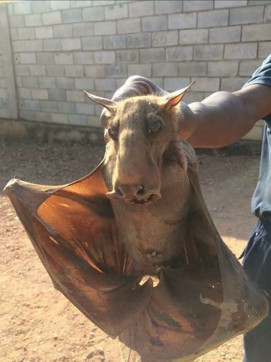 I was today years old when I heard about the Hammerhead Bat.π±π± https://t.co/8YtVKmXP6C