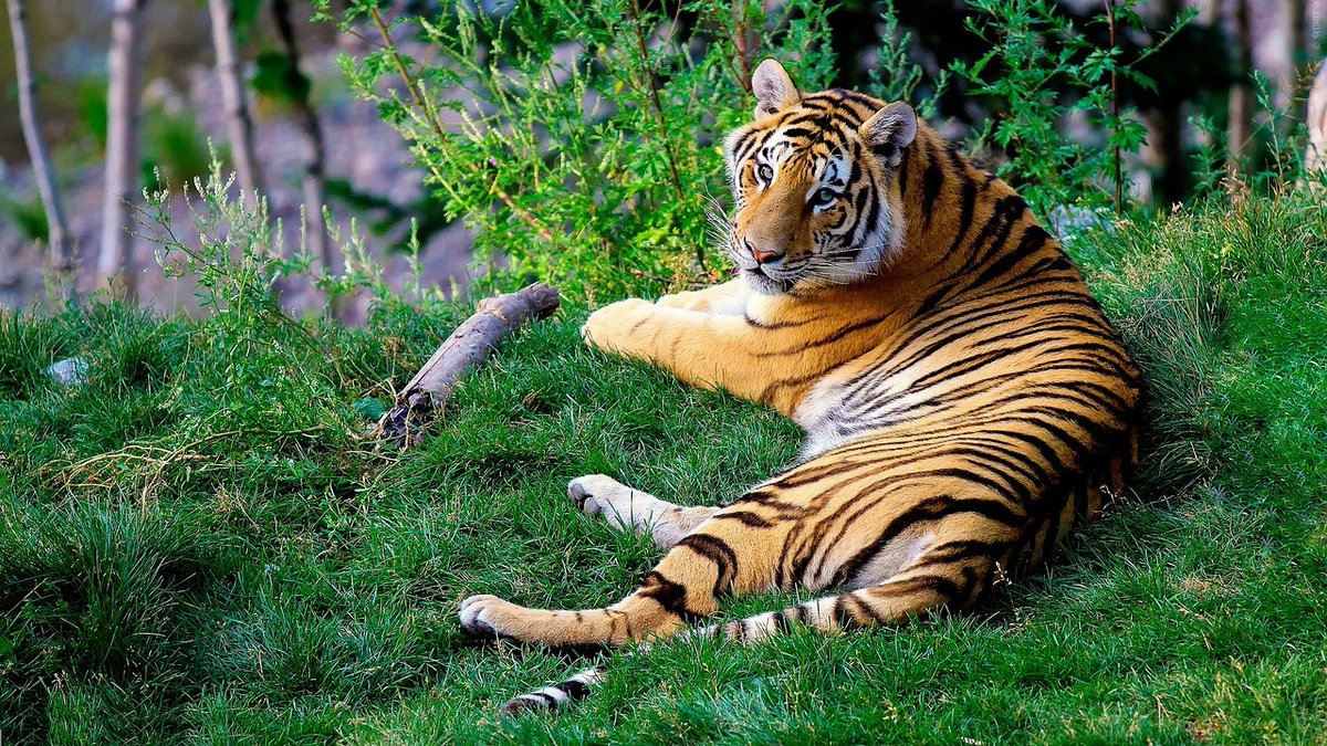 ❤️Bengal Tigers Making Slow Recovery in India
thebeaks.com/2020/05/07/new…