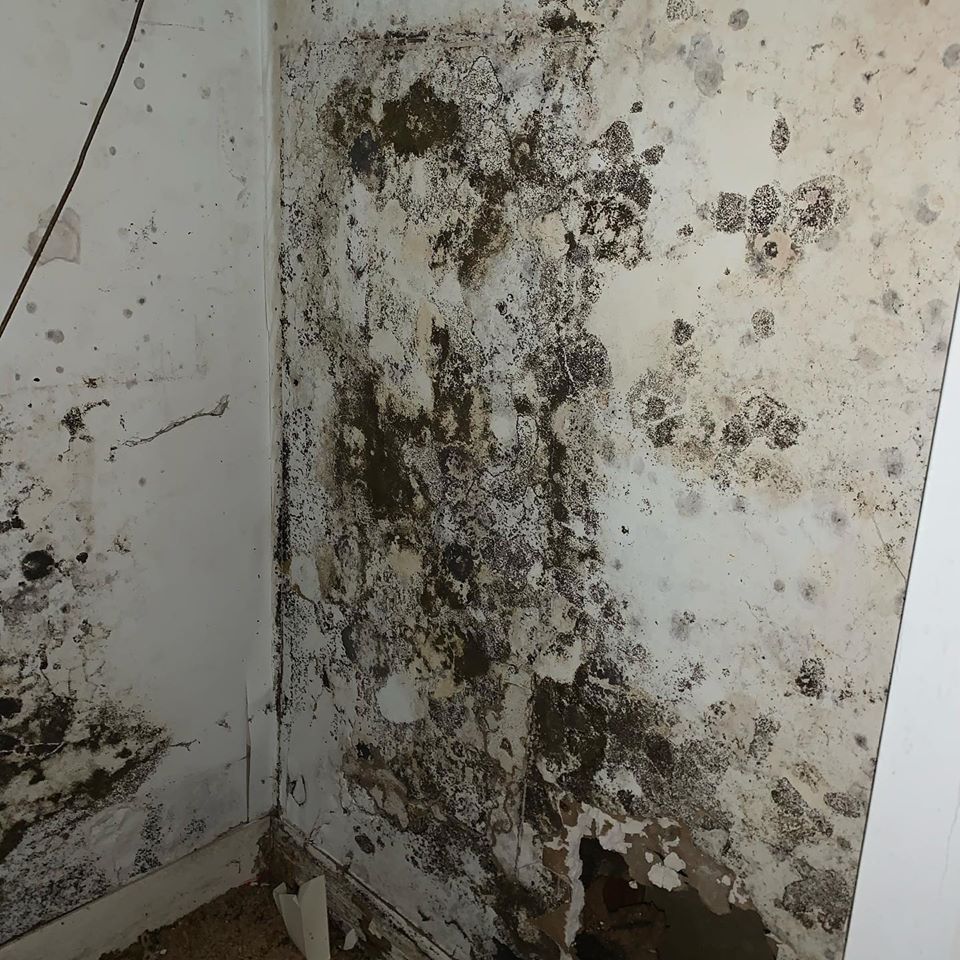 AquaLockIt's tweet photo. #Mold damage is a serious issue that needs to be resolved! Call us today for a free inspection. https://t.co/bFAjGny95l #MoldRemediation #FoundationRepair https://t.co/AiW94eY2pT