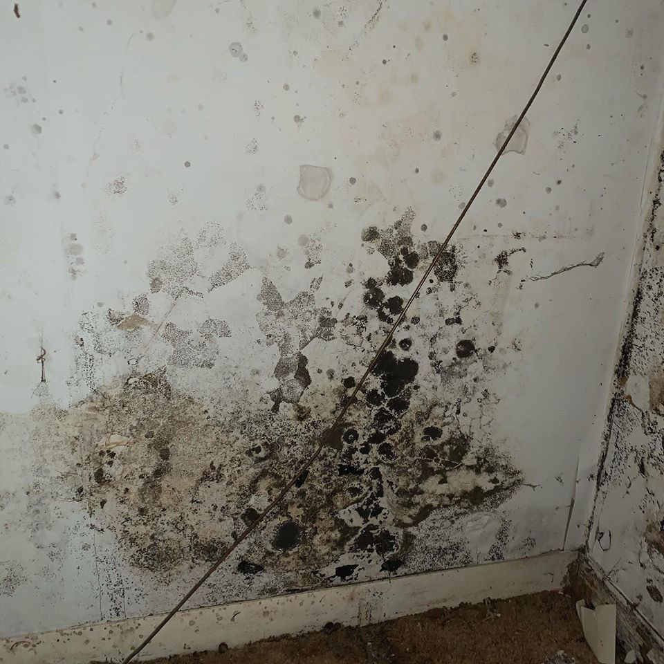 AquaLockIt's tweet photo. #Mold damage is a serious issue that needs to be resolved! Call us today for a free inspection. https://t.co/bFAjGny95l #MoldRemediation #FoundationRepair https://t.co/AiW94eY2pT