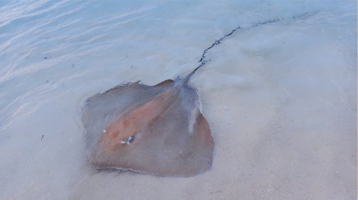 themarinediary's tweet photo. What’s pink💕 and lives in the Maldives🤨?

Well a #PinkWhipRay of course

These stingrays like to congregate en mass which is then promoted by the controversial feeding of the rays

They are vulnerable on the IUCN red list due to being #bycatch in fishing nets

📸IG Alex.Hanusch https://t.co/h9pfvPvchT