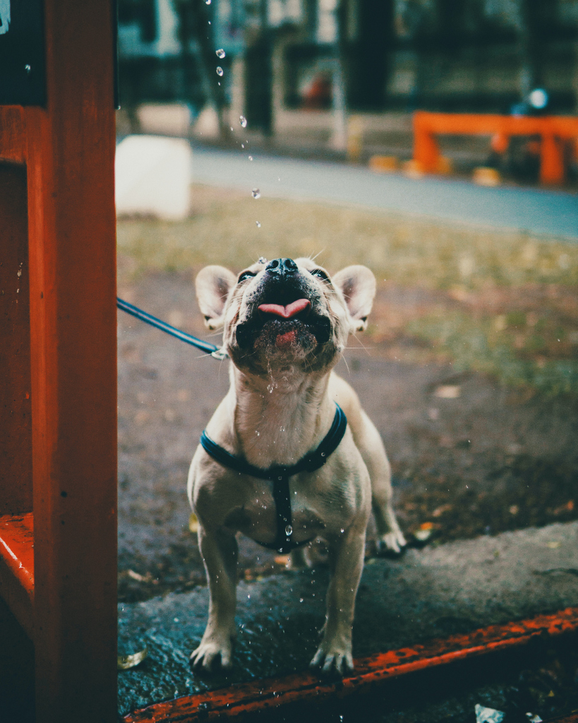 PawifyP's tweet photo. Thirsty thursdays! #thirstydogs
#dogsofinstagram #dogstagram #dog #dogs #doglovers https://t.co/DuW1ll8IPe