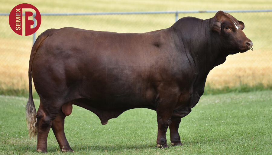 Semex's tweet photo. A new sire to add to our Simbrah line up SMX Enhancer 1727. This high growth sire will add muscle shape and thickness. Also, his length of spine and ability to balance this with depth and ease of fleshing make him an ideal option for crossbreeding programs. #SemexBeef https://t.co/Pbycfuh0Z9