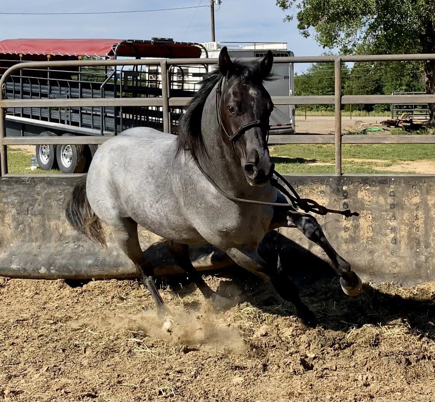 DoubleBRanch4's tweet photo. https://t.co/PZX46fc1Gn  #blueroan #AQHA #ranchy #studcolt #doublebranch #doublebranchhorses https://t.co/c8kTGx4DrR