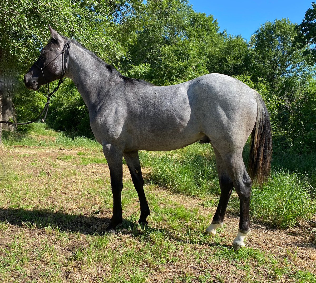 DoubleBRanch4's tweet photo. https://t.co/PZX46fc1Gn  #blueroan #AQHA #ranchy #studcolt #doublebranch #doublebranchhorses https://t.co/c8kTGx4DrR