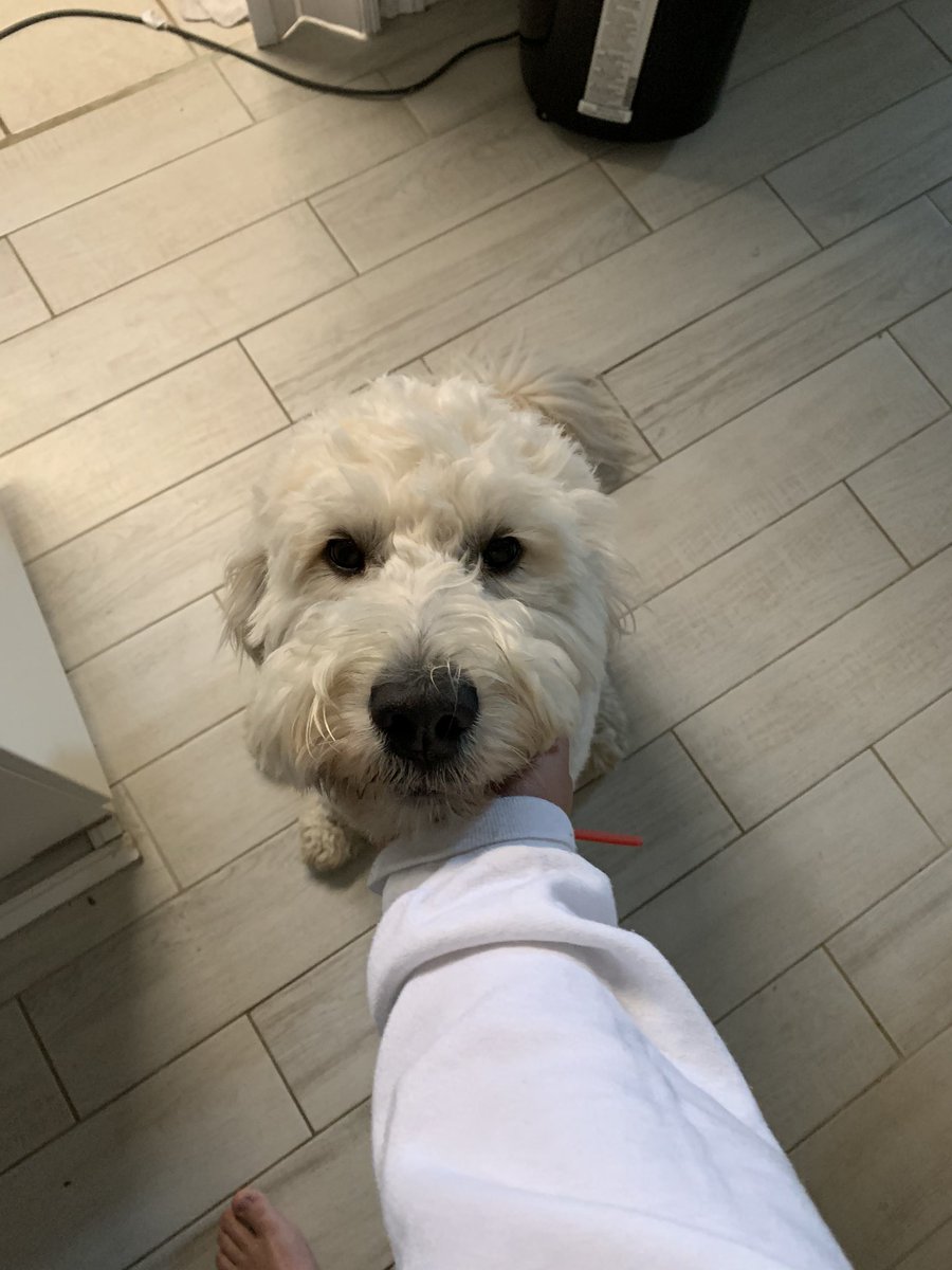 RiachDrew's tweet photo. Good girl. https://t.co/MS4uJZ6EpS