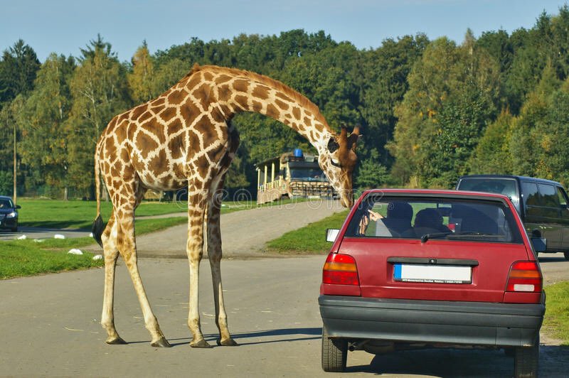 harvey leigh cantwell as giraffes: a necessary (?) thread inspired by  @HRVY himself 