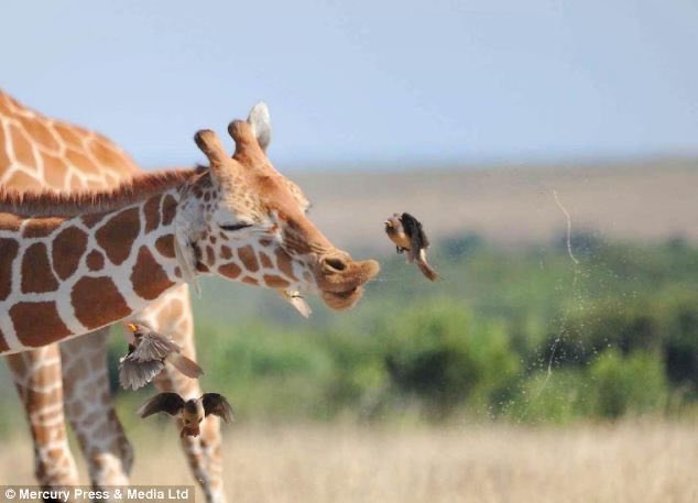 harvey leigh cantwell as giraffes: a necessary (?) thread inspired by  @HRVY himself 