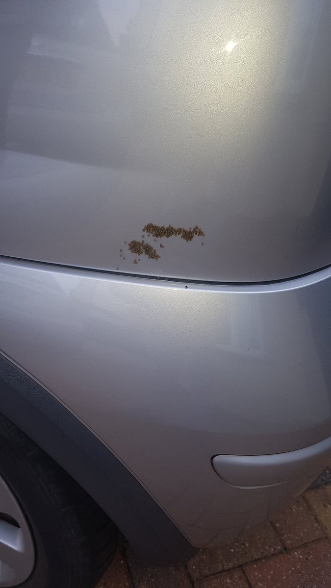 Charlie___Lock's tweet image. Spiders on my car ayy? Time to burn the car