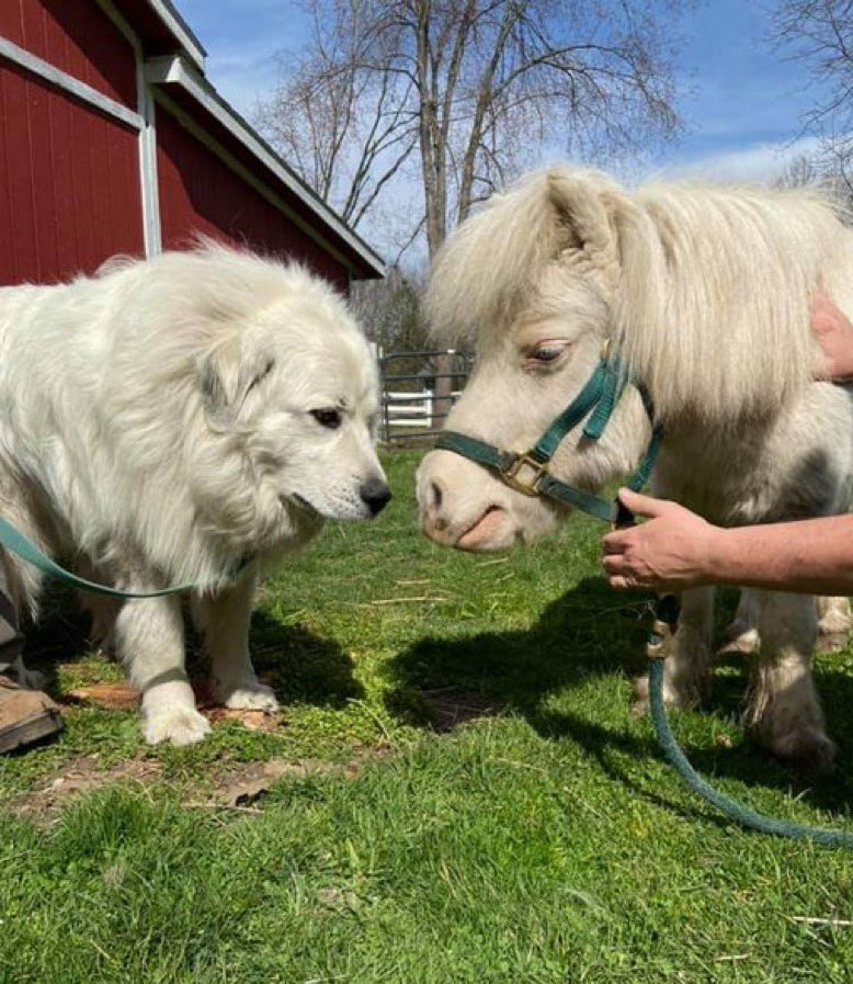 dog_rates's tweet photo. This is Mandy and Avalanche. They were separated at birth. Today, all these years later, they’ve been reunited. The bond between siblings is so strong. 14/10 for both https://t.co/89qkIrccy7
