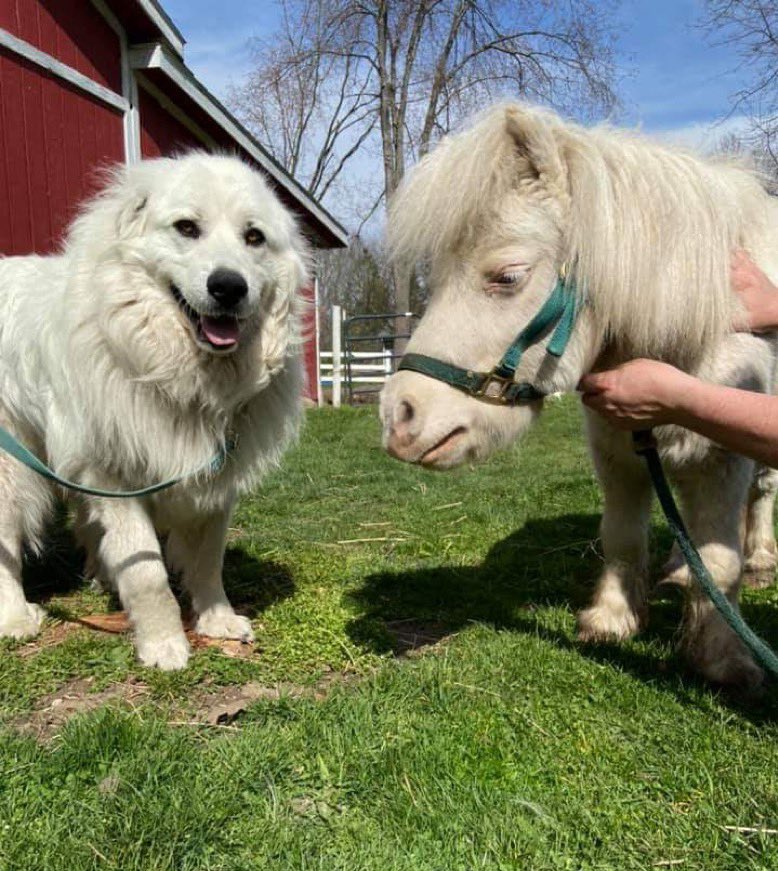 dog_rates's tweet photo. This is Mandy and Avalanche. They were separated at birth. Today, all these years later, they’ve been reunited. The bond between siblings is so strong. 14/10 for both https://t.co/89qkIrccy7