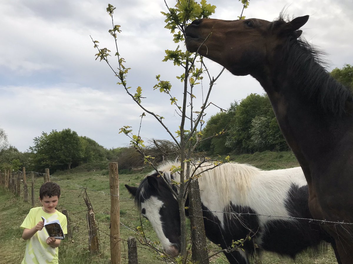 MrsLamb2020's tweet photo. #wildread 
Reading to the horses on our daily walk 📖 🐎 @bramley_park @CarrieG19353333 https://t.co/sR2E7vIEvx