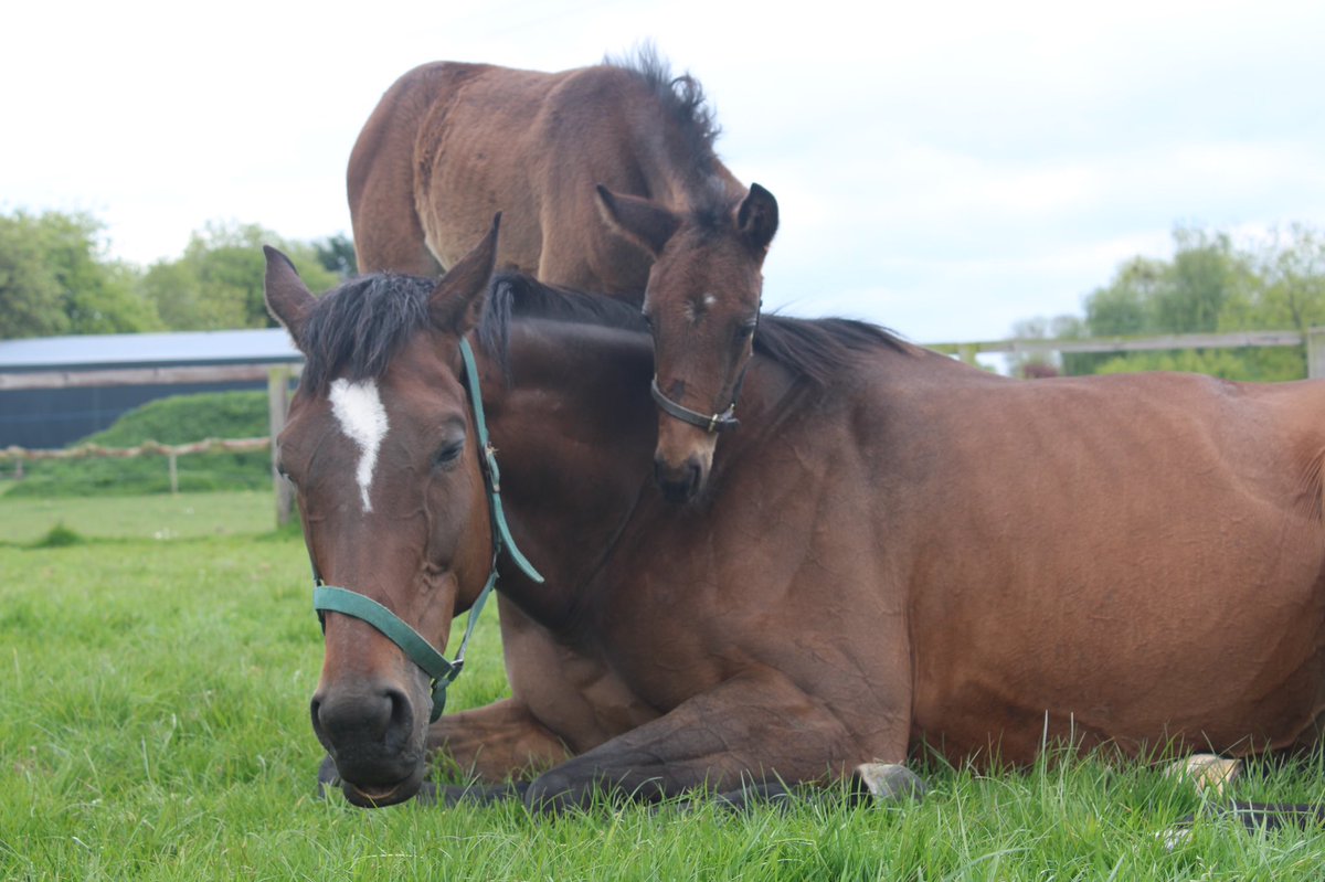 Our Gleneagles filly keeping an eye on Miss Lillie taking a well earned snooze. #FoalWatch