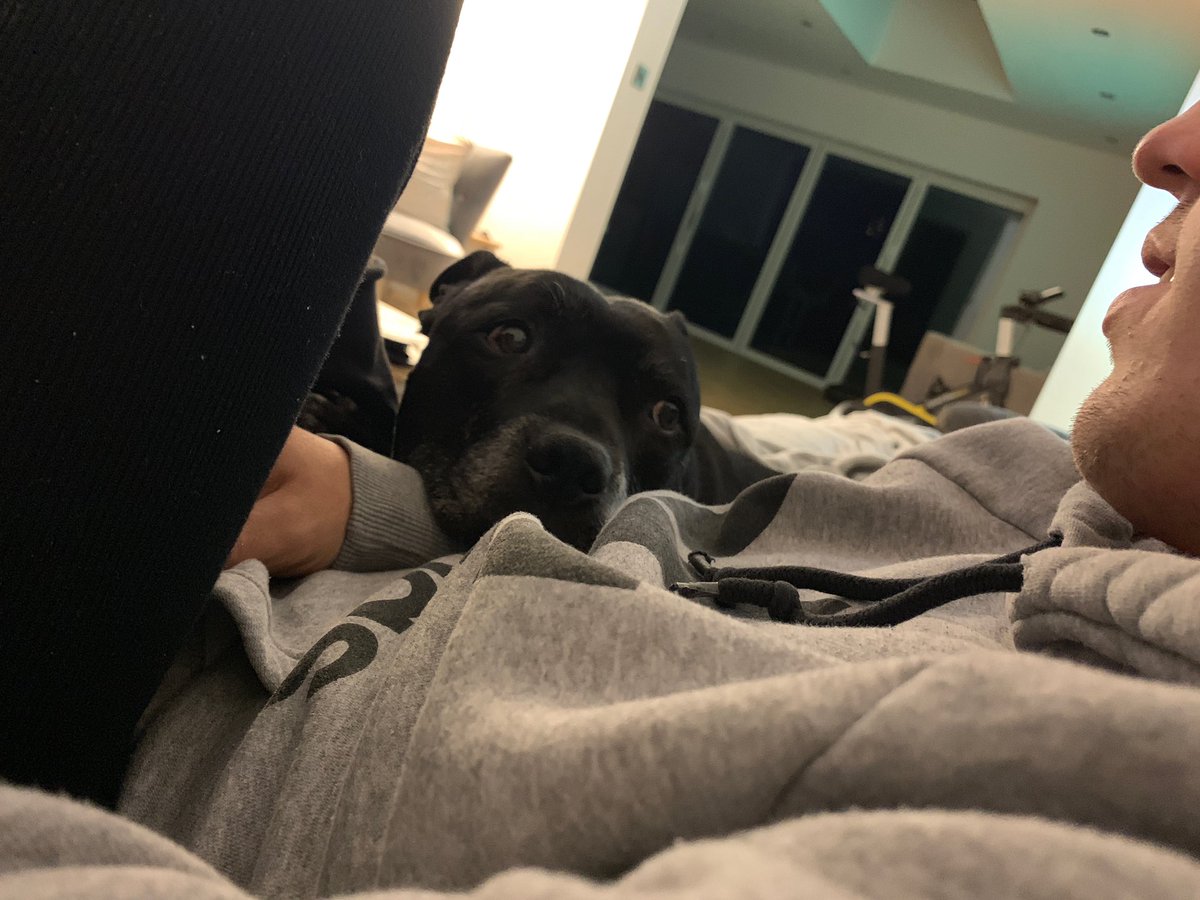 JoshDuggan10's tweet photo. Rest easy bigman ❤️
Finally reunited with your mom in doggy heaven https://t.co/y5VVmJBwgx